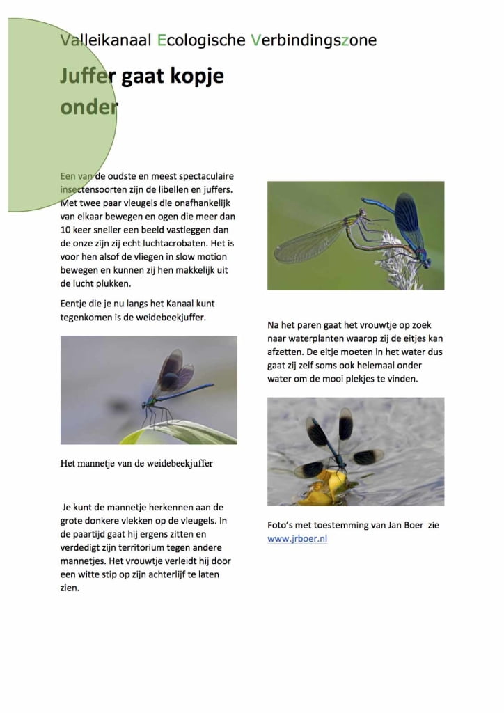 juffer gaat kopje onder- jrb