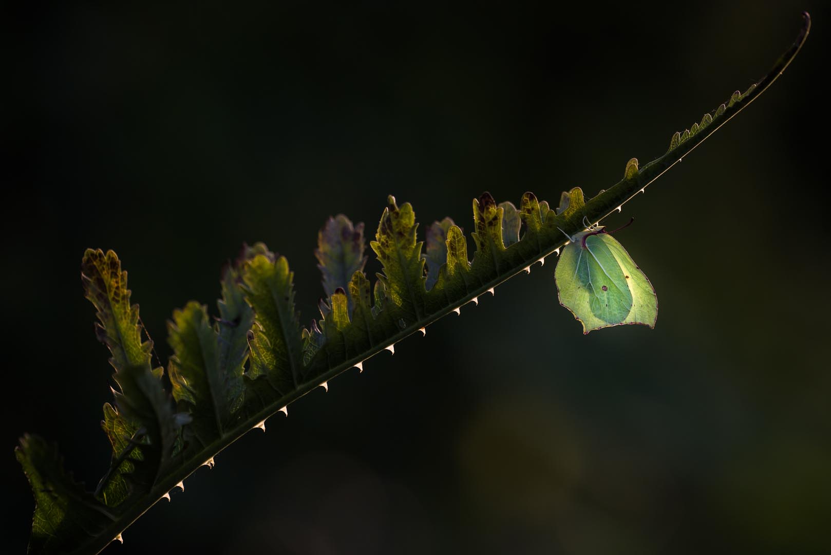 Foto rob blanken web