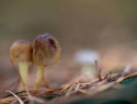 Cor Pot Herfstexcursie (35 van 63)