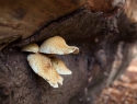 EEf Bos IMG_1778