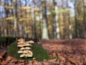 Eef Bos IMG_1788