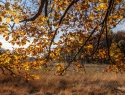 Eef Bos IMG_1800