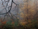 herfst - autumn